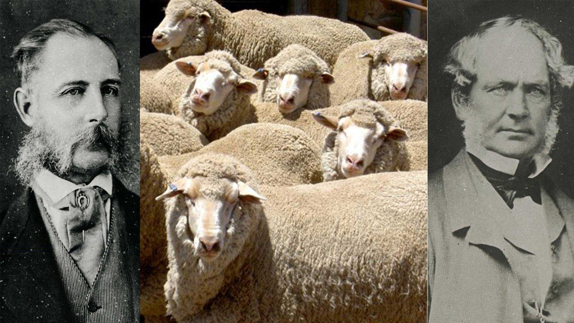 Frederick Dutton's first Australian merino stud at Anlaby; also invests