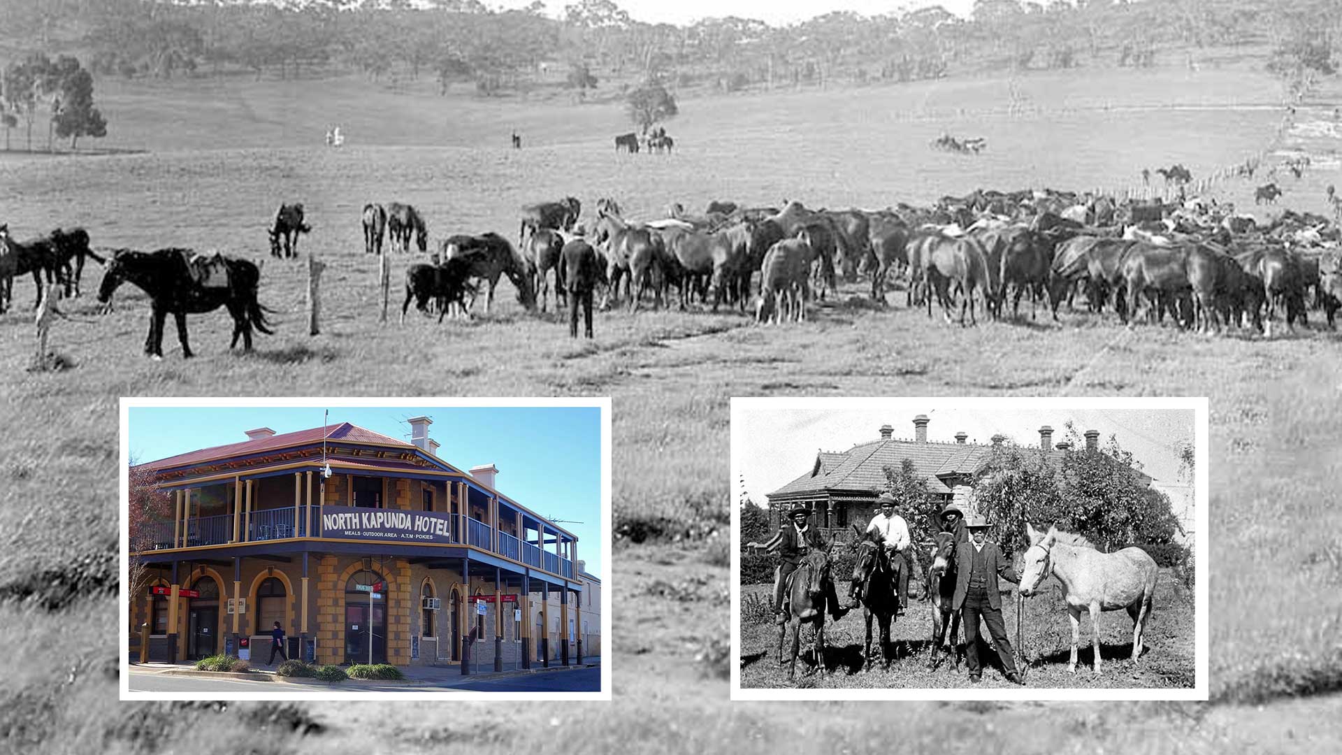 Australia's biggest sale of horses helps make Kapunda in South