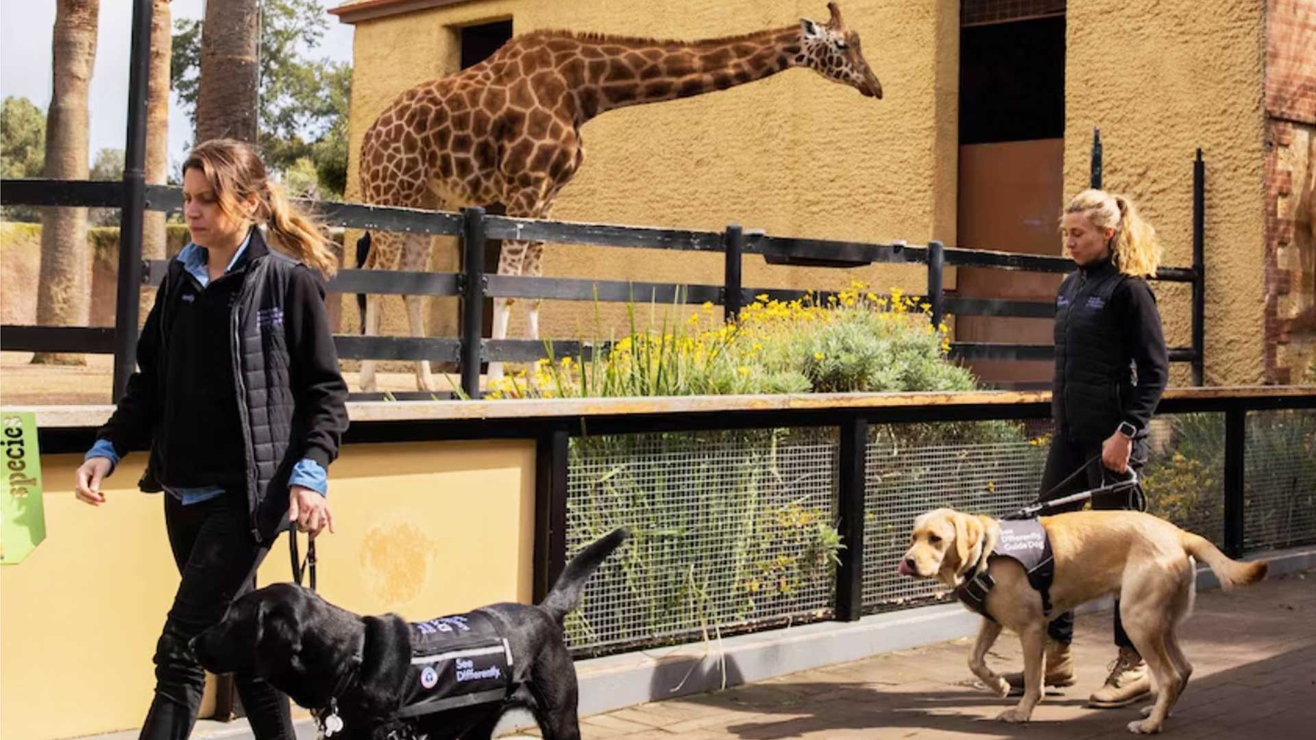 Assistance dogs let into Adelaide Zoo from 2023 after safety zones