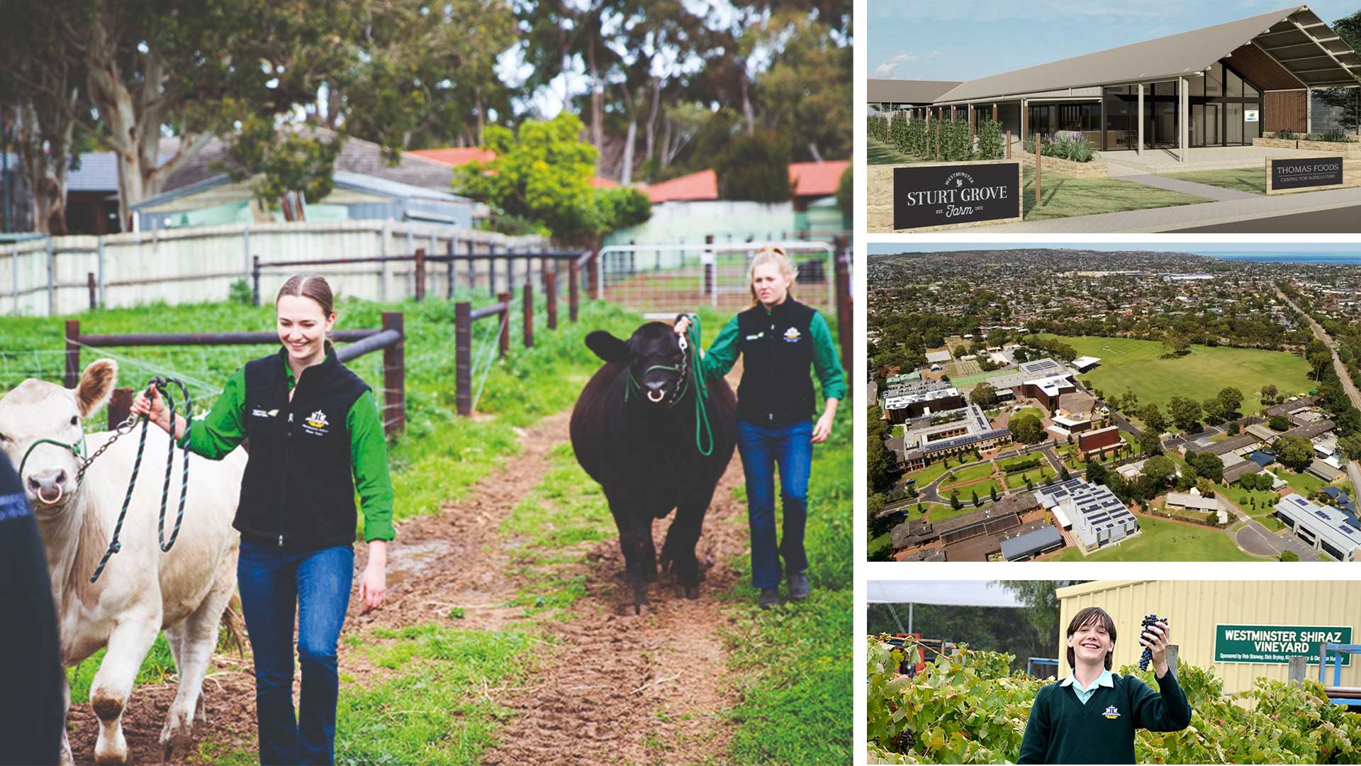 Sturt Grove Farm in 2024 expands for Adelaide's Westminster School ...