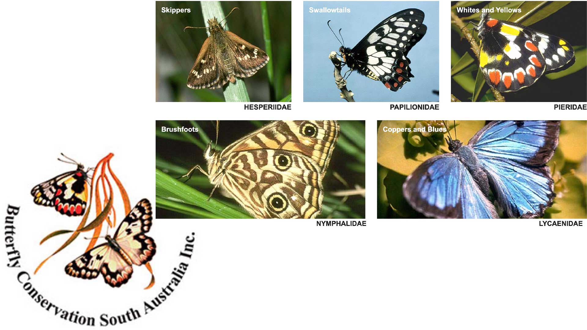 Butterfly Conservation South Australia from 1998 promoting action