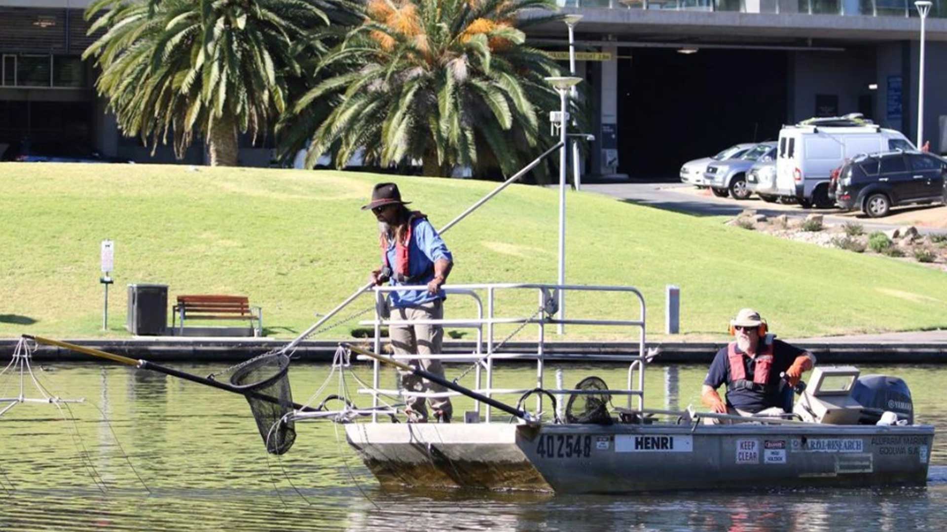 Electro fishing used to cull carp in Adelaide city's Torrens Lake with ...