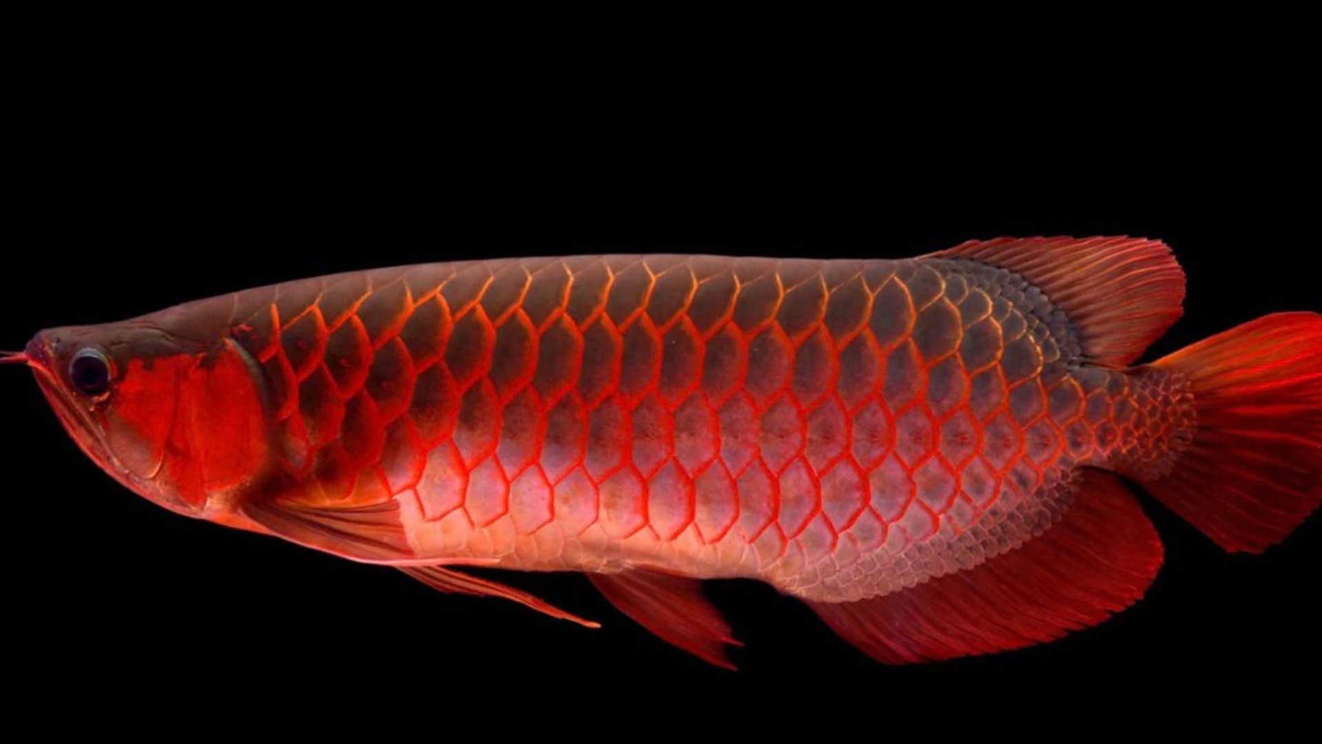 Border Force luckily block 'lucky' Asian Arowana biopest fish smuggling ...