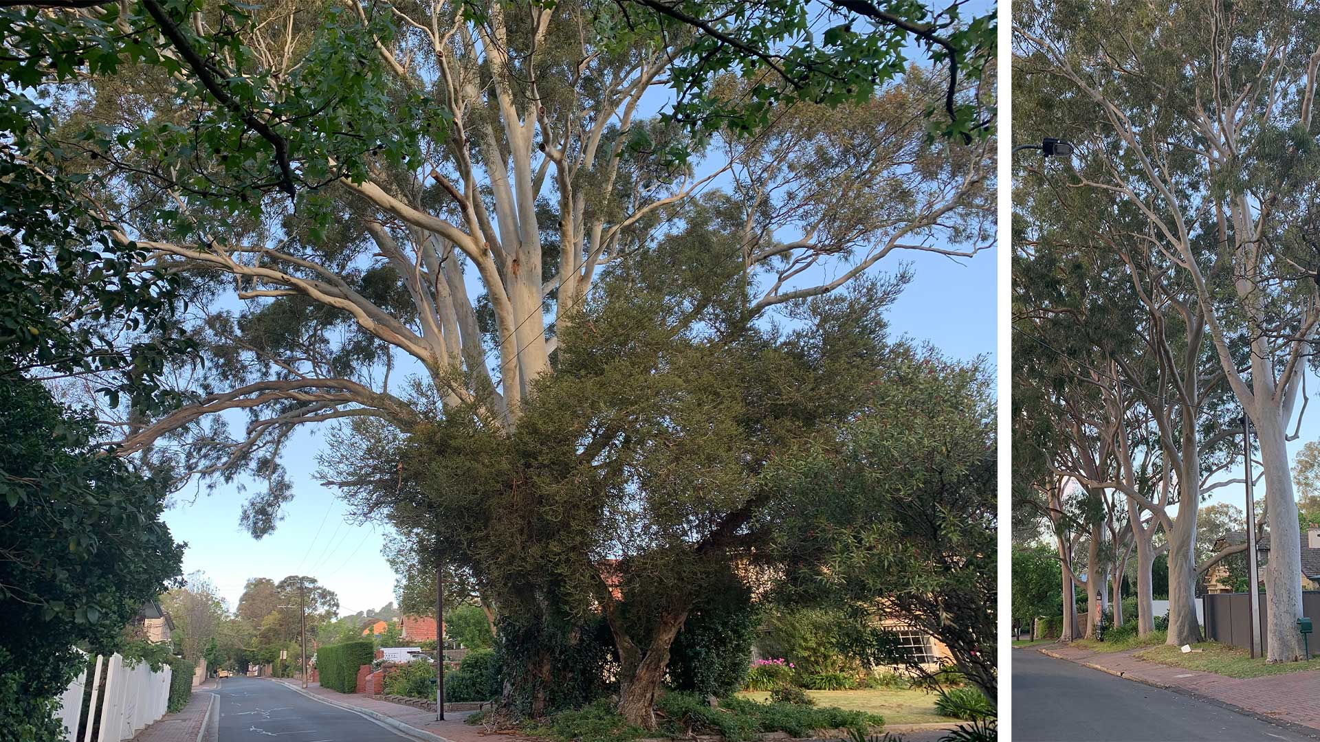 New planning rules in 2024 to better protect Adelaide's urban tree ...