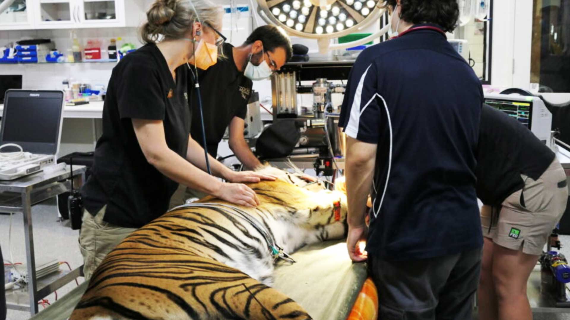 Animal health centre looking after creatures big and small in and out ...